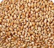 Wheat
