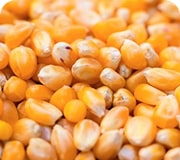 Maize